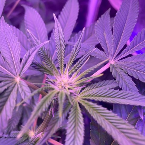 Purple Haze growlog timeline photo