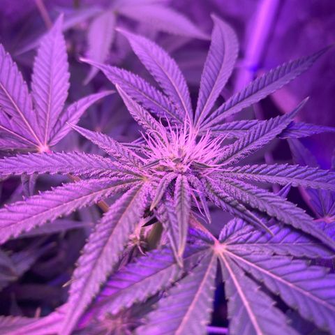 Purple Haze growlog timeline photo