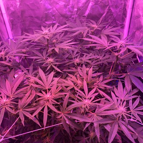 Purple Haze growlog timeline photo