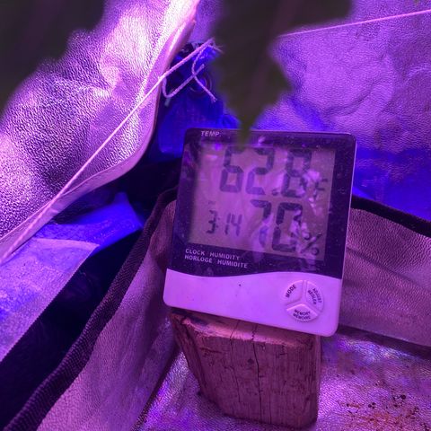 Purple Haze growlog timeline photo