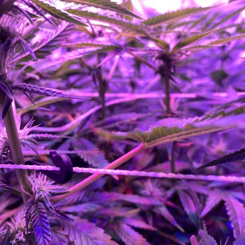 Purple Haze growlog timeline photo