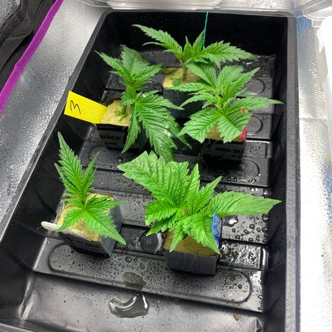 Gelat.OG Clones  growlog timeline photo