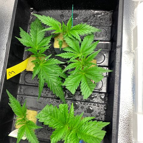 Gelat.OG Clones  growlog timeline photo