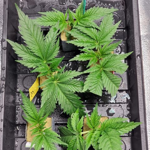 Gelat.OG Clones  growlog timeline photo