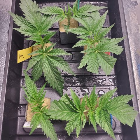 Gelat.OG Clones  growlog timeline photo
