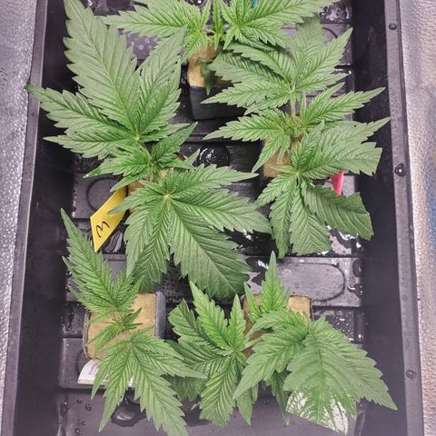 Gelat.OG Clones  growlog timeline photo