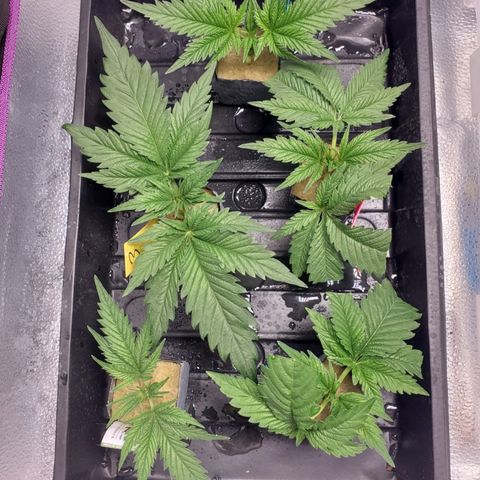 Gelat.OG Clones  growlog timeline photo