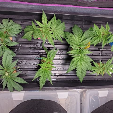 Gelat.OG Clones  growlog timeline photo