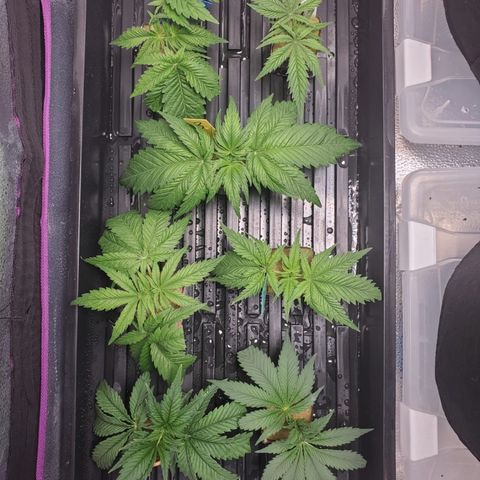 Gelat.OG Clones  growlog timeline photo