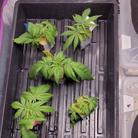 Gelat.OG Clones  growlog timeline photo
