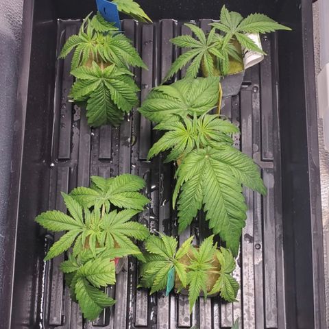 Gelat.OG Clones  growlog timeline photo