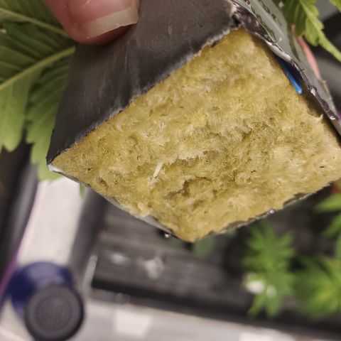 Gelat.OG Clones  growlog photo: 1 and 2 rooted first 