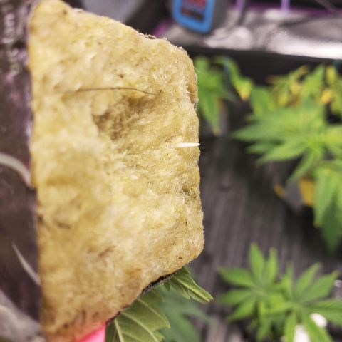 Gelat.OG Clones  growlog photo: 1 and 2 rooted first 
