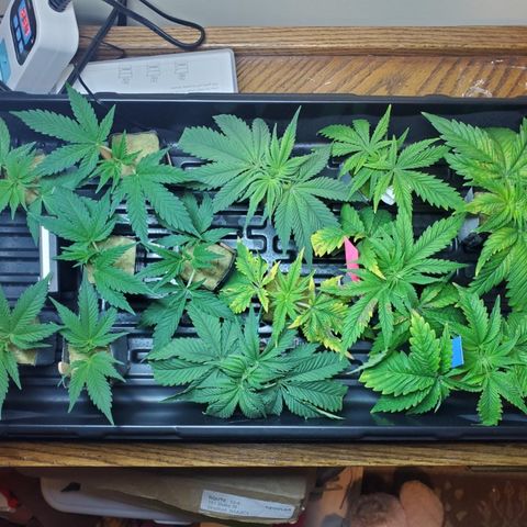 Gelat.OG Clones  growlog timeline photo