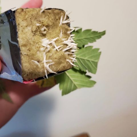 Gelat.OG Clones  growlog timeline photo