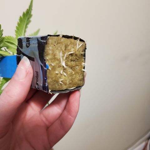 Gelat.OG Clones  growlog timeline photo