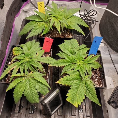 Gelat.OG Clones  growlog timeline photo