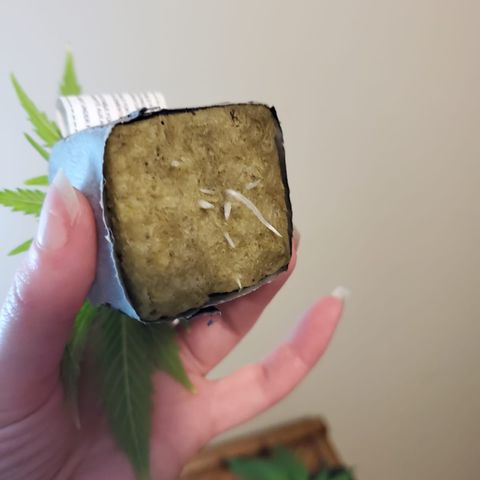 Gelat.OG Clones  growlog timeline photo
