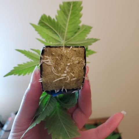 Gelat.OG Clones  growlog timeline photo