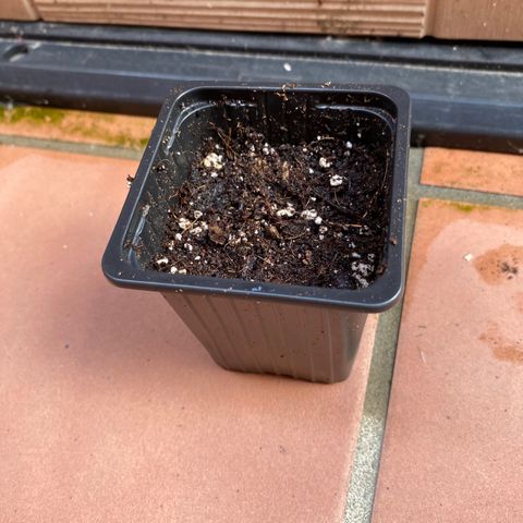 Marimba7777 growlog photo: Transplante