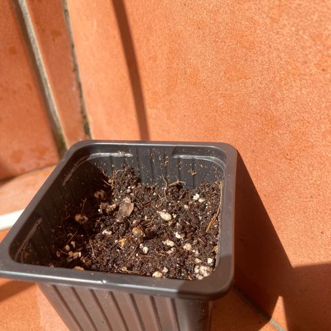 Marimba7777 growlog timeline photo