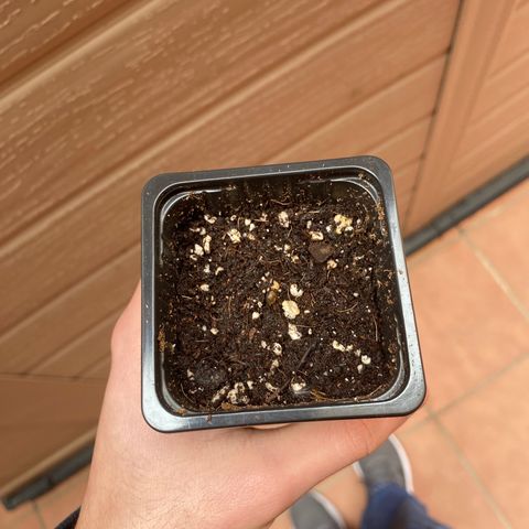 Marimba7777 growlog timeline photo