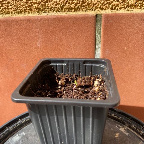 Marimba7777 growlog timeline photo