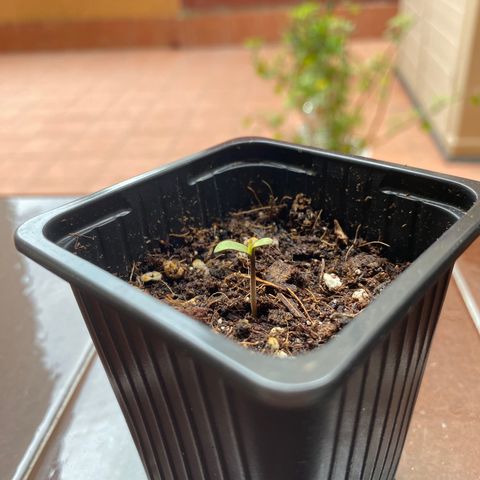 Marimba7777 growlog timeline photo