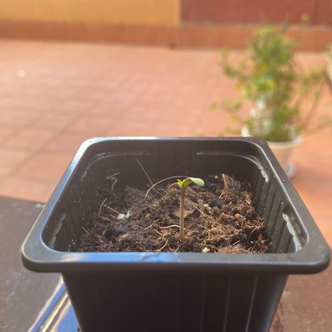 Marimba7777 growlog timeline photo