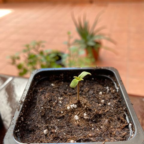 Marimba7777 growlog timeline photo