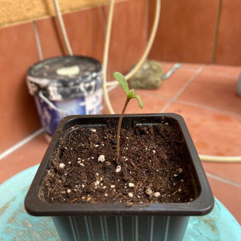Marimba7777 growlog timeline photo