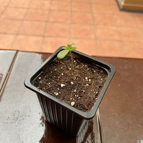 Marimba7777 growlog timeline photo