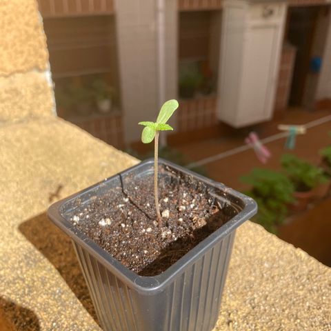 Marimba7777 growlog timeline photo
