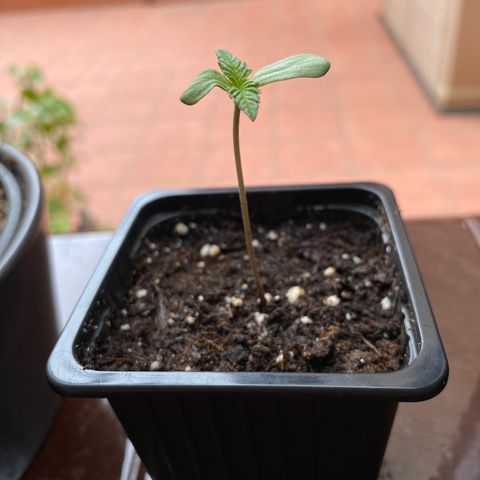 Marimba7777 growlog timeline photo