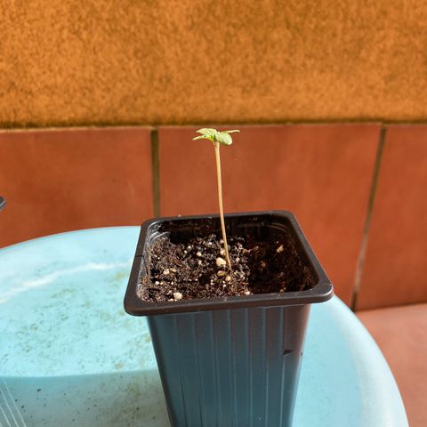 Marimba7777 growlog timeline photo