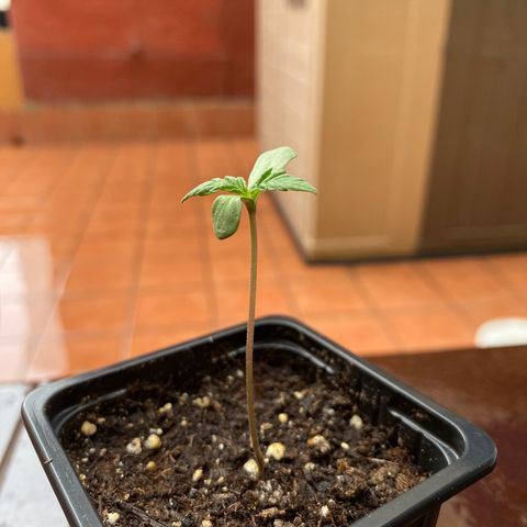 Marimba7777 growlog timeline photo