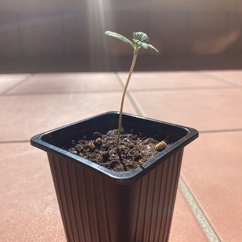 Marimba7777 growlog timeline photo