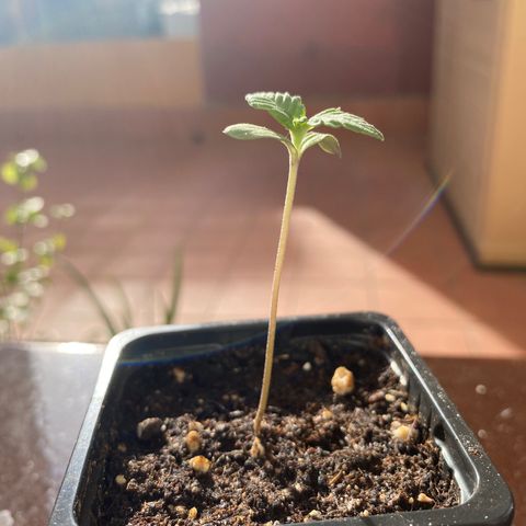 Marimba7777 growlog timeline photo