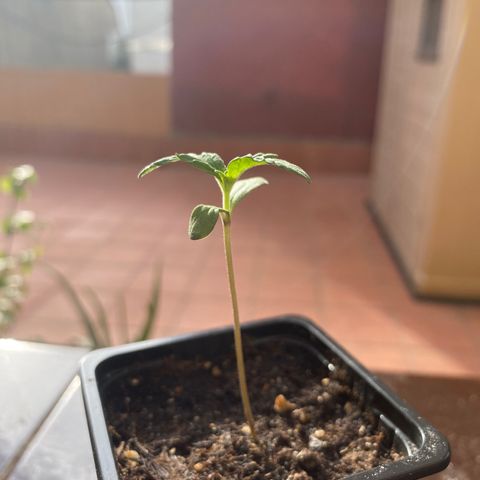 Marimba7777 growlog timeline photo