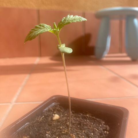 Marimba7777 growlog timeline photo