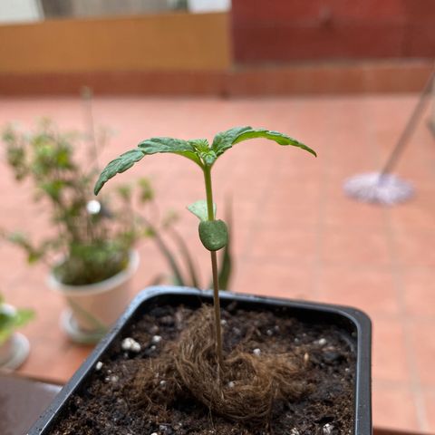 Marimba7777 growlog timeline photo