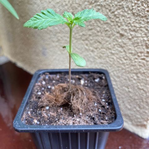 Marimba7777 growlog timeline photo