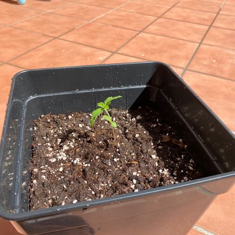 Marimba7777 growlog timeline photo