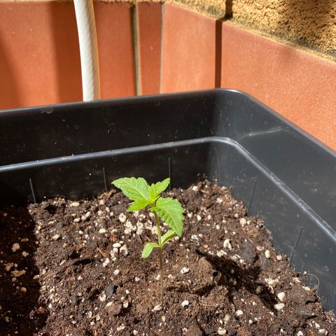 Marimba7777 growlog timeline photo