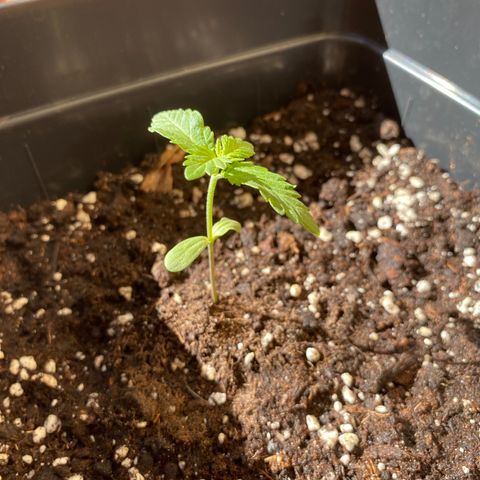 Marimba7777 growlog timeline photo