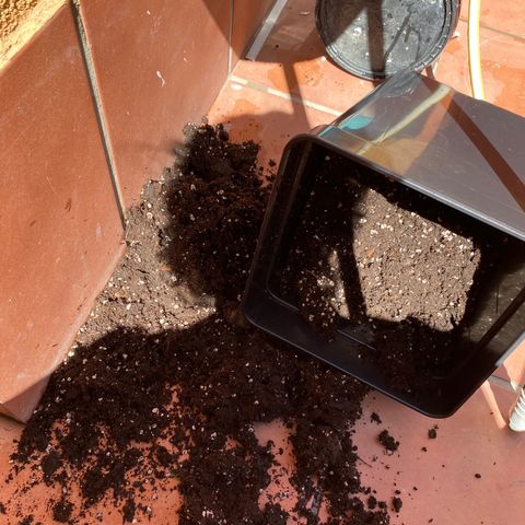 Marimba7777 growlog timeline photo