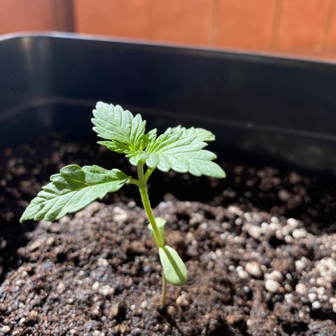 Marimba7777 growlog timeline photo