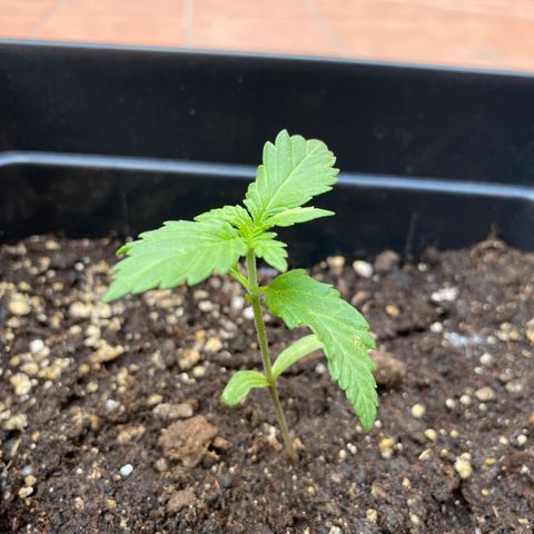 Marimba7777 growlog timeline photo
