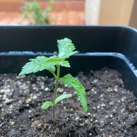 Marimba7777 growlog timeline photo
