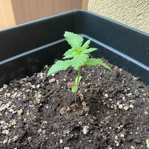 Marimba7777 growlog timeline photo